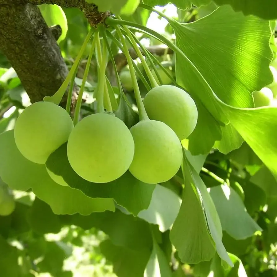ginkgo biloba - Cuándo se debe tomar el Ginkgo Biloba