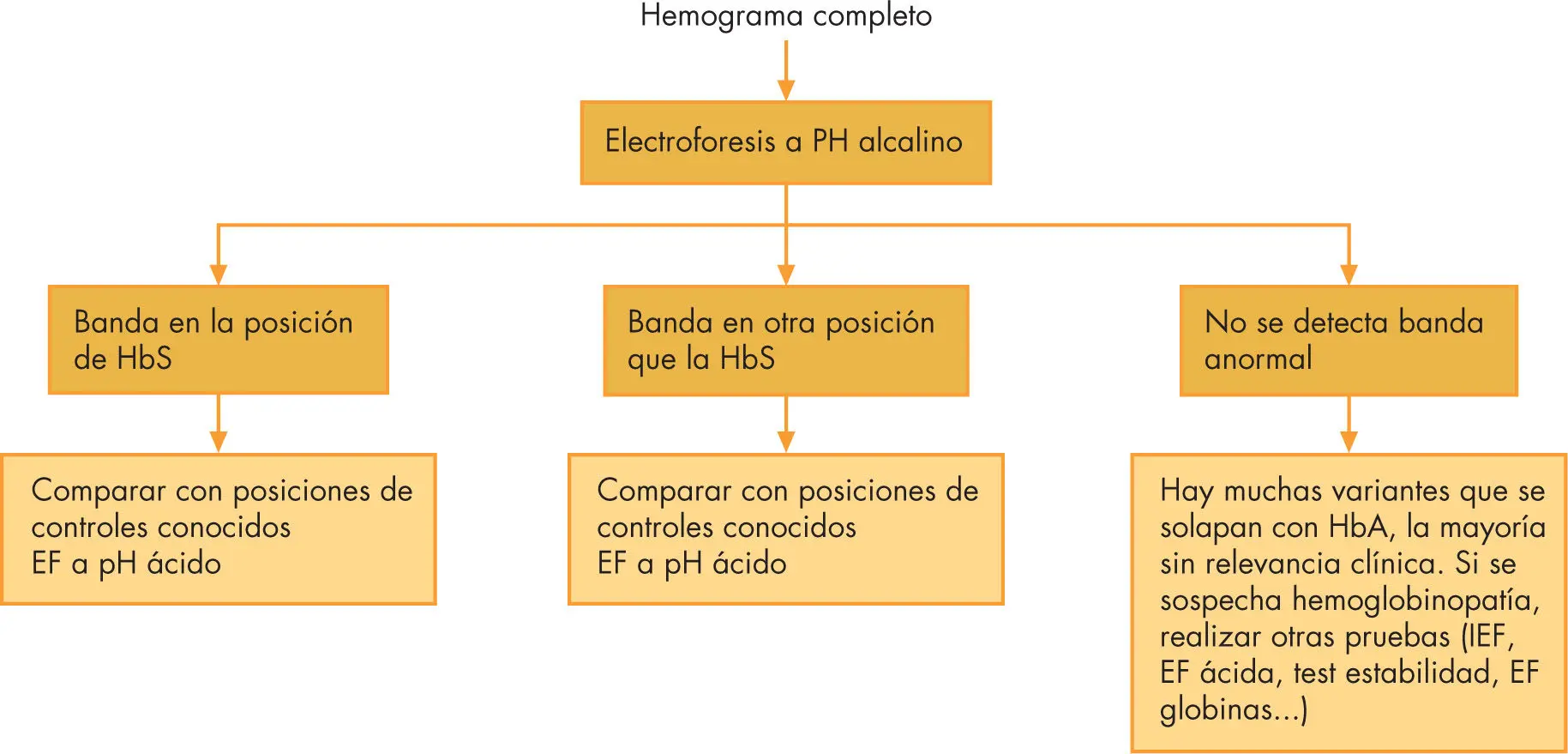 Electroforesis de Hemoglobina: Qué es, para qué sirve y cómo se interpreta - Cuándo se pide una electroforesis electroforesis de hemoglobina - Cuándo se pide una electroforesis