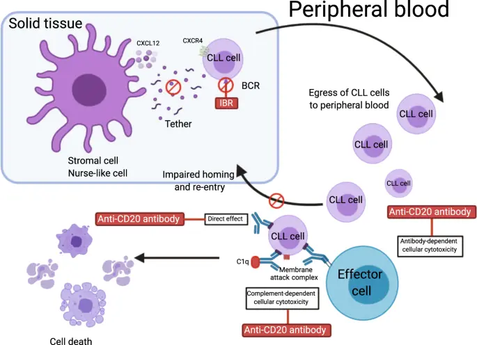 Ibrutinib: Un fármaco innovador para el tratamiento del cáncer - Cuándo suspender ibrutinib ibrutinib - Cuándo suspender ibrutinib