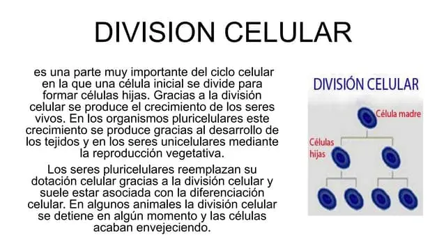 La División Celular: Un Proceso Esencial para la Vida - Cuántas veces se divide la célula en la meiosis que es la division celular - Cuántas veces se divide la célula en la meiosis
