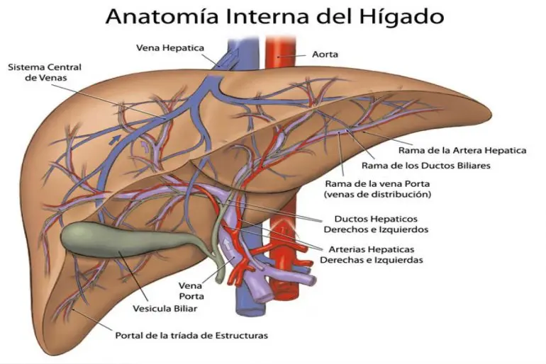 Guía para la Evaluación del Tamaño de la Vía Biliar Intrahepática: ¿Qué es Normal y Cuándo Preocuparnos? - Cuánto debe medir la vía biliar intrahepática via biliar intrahepatica no dilatada - Cuánto debe medir la vía biliar intrahepática