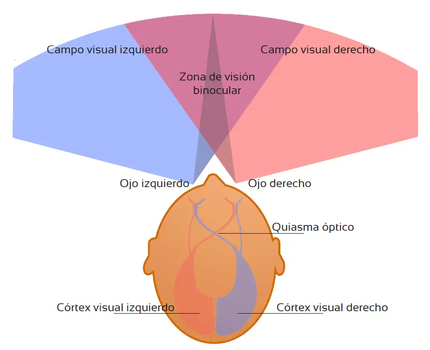 Campimetría: ¿Cuánto dura un estudio de campo visual y qué enfermedades detecta? - Cuánto dura un estudio de campo visual campo visual estudio - Cuánto dura un estudio de campo visual