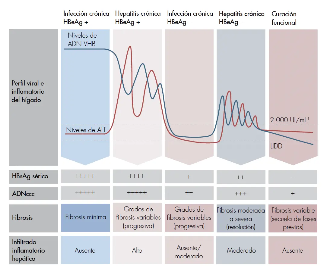 Hepatitis B: Anticuerpos Anti Superficie, Interpretación y Significado - Cuánto es lo normal de anticuerpos de hepatitis B hepatitis b anticuerpos anti superficie - Cuánto es lo normal de anticuerpos de hepatitis B