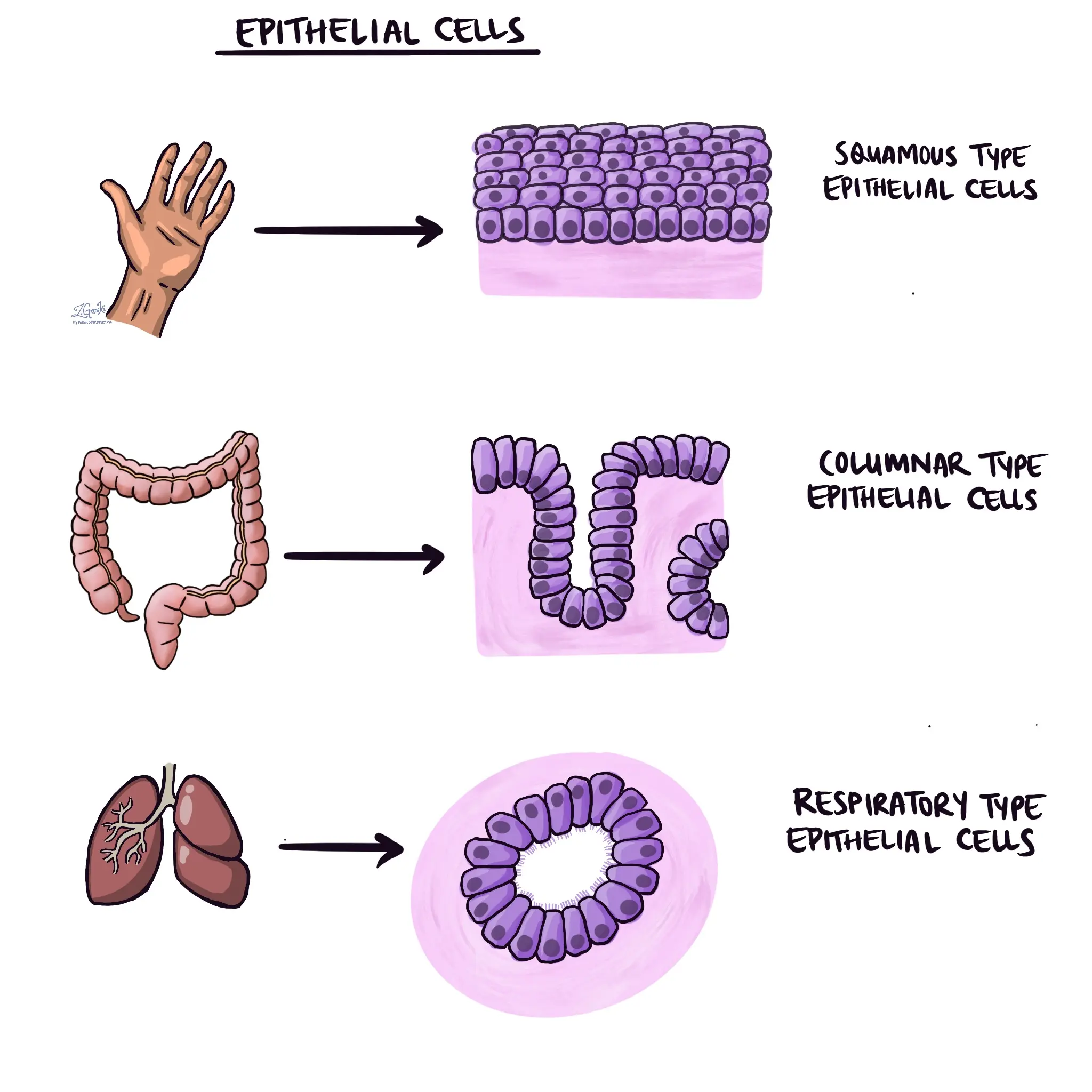 Células Epiteliales: Función, Anormalidades y Pruebas - Cuánto es lo normal de células epiteliales en la orina celulas epiteliales - Cuánto es lo normal de células epiteliales en la orina
