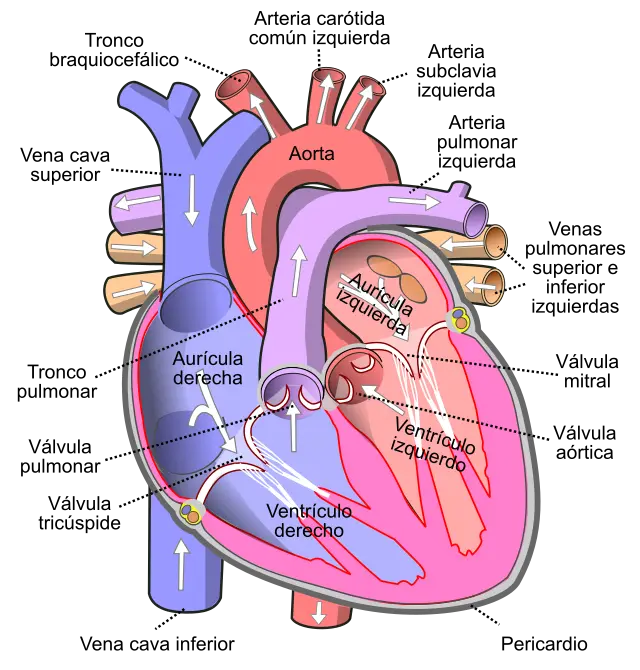 cuantas valvulas tiene el corazon - Cuánto se puede vivir con una válvula del corazón