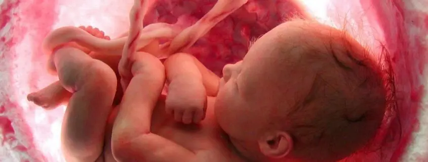 Cómo se alimenta un bebé en el vientre materno: Un viaje fascinante - Cuánto tarda en llegar la comida al bebé en el vientre como se alimenta un bebe en la panza - Cuánto tarda en llegar la comida al bebé en el vientre