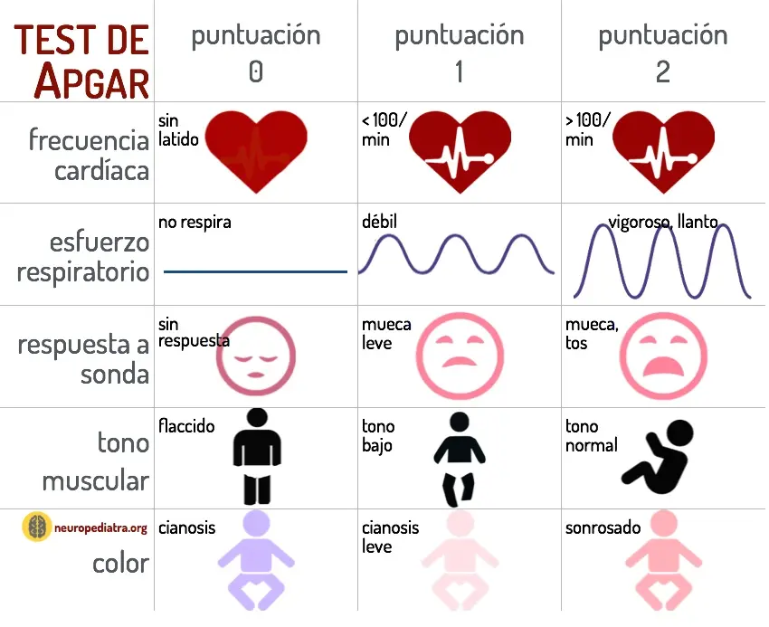 puntuacion de apgar - Cuántos parámetros se evalúan en el test de Apgar