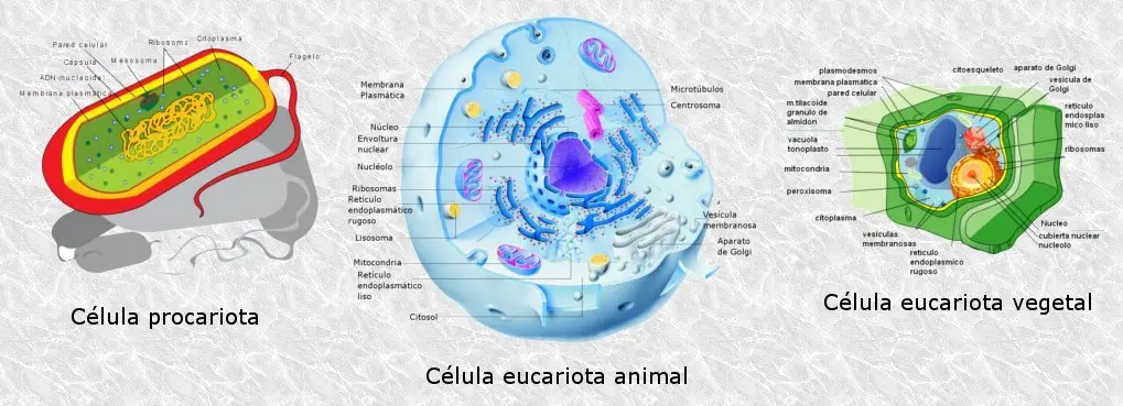 Tipos de Células: Una Mirada al Complejo Mundo Microscópico - Cuántos tipos de celulares existen tipos celulares - Cuántos tipos de celulares existen