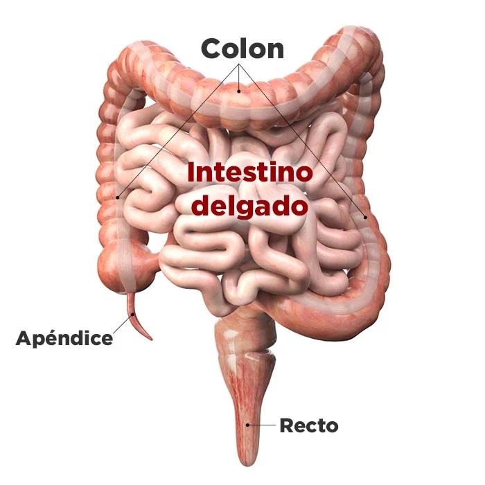 Dolor de Apendicitis en Mujeres: Síntomas, Diagnóstico y Tratamiento - Dónde da el dolor de apendicitis en mujeres de que lado esta el apendice mujer - Dónde da el dolor de apendicitis en mujeres