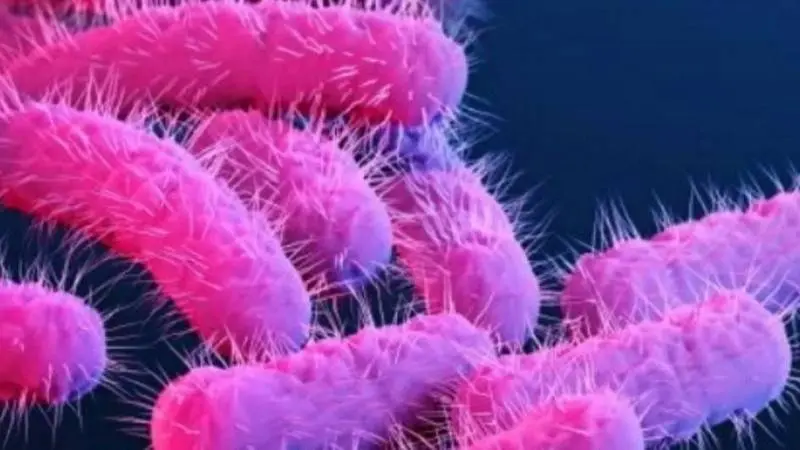 Shigella: Una bacteria peligrosa que afecta el tracto intestinal - Dónde se encuentra la bacteria Shigella bacteria shigella achuras - Dónde se encuentra la bacteria Shigella