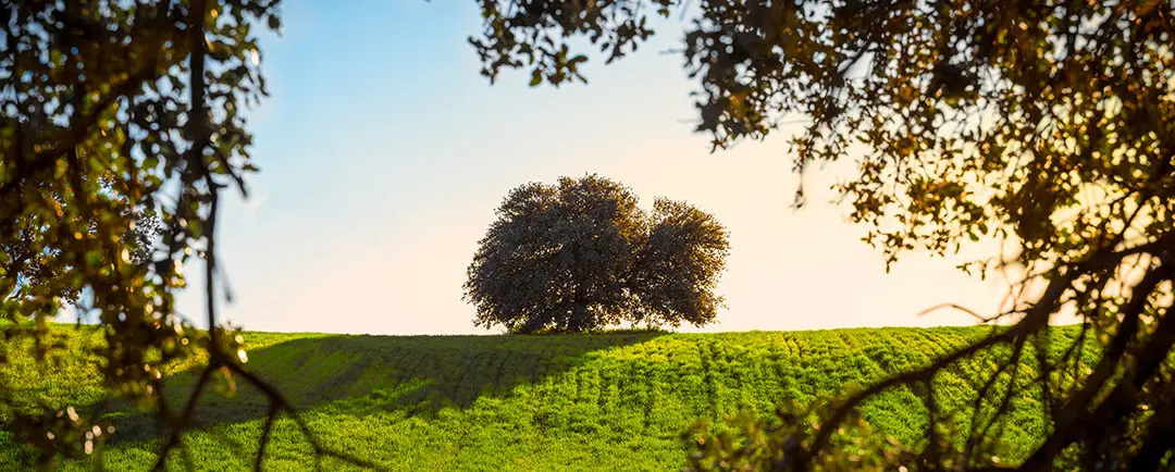 Las Encinas: El árbol que da vida a la naturaleza y al éxito de Élite - Dónde se encuentran las encinas las encinas - Dónde se encuentran las encinas