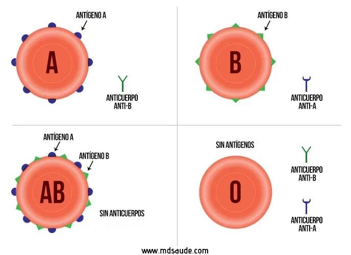 Sistema ABO: Susceptibilidad, Gravedad y Mortalidad en la COVID-19 - Dónde se encuentran los antígenos ABO sistema abo - Dónde se encuentran los antígenos ABO