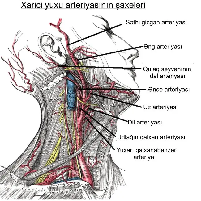 Enfermedad de la Arteria Carótida: Diagnóstico, Tratamiento y Prevención - Dónde se origina la carótida carotida externa - Dónde se origina la carótida