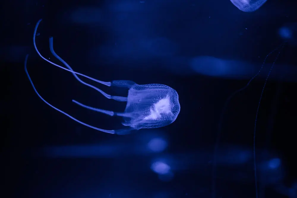 Avispa de mar: El animal más venenoso del mundo - Dónde se puede encontrar la avispa de mar avispa de mar - Dónde se puede encontrar la avispa de mar