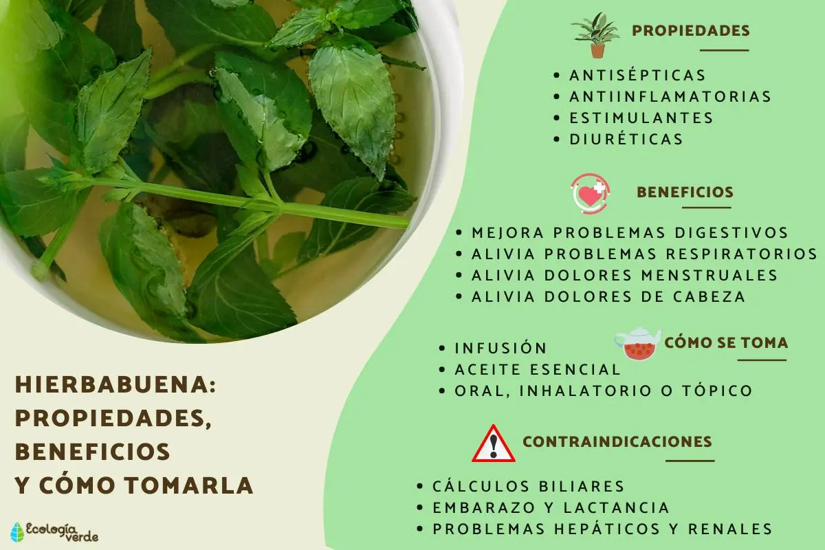 Hierbabuena: Propiedades, usos y cultivo de esta aromática planta - Dónde se puede encontrar la hierbabuena que es la hierbabuena - Dónde se puede encontrar la hierbabuena