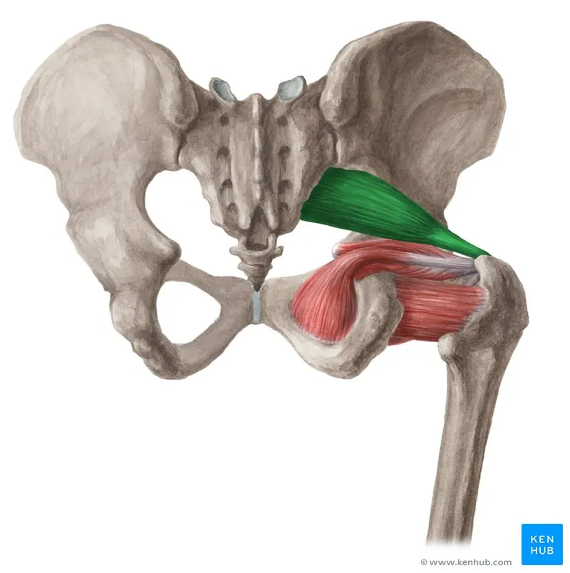Síndrome Piramidal: Causas, Síntomas y Tratamiento - Por qué se inflama el músculo piramidal piramidal de la pelvis - Por qué se inflama el músculo piramidal