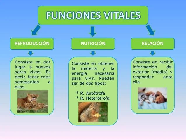 Funciones Vitales de los Seres Vivos: Nutrición, Reproducción y Relación - Por qué se llaman funciones vitales cuales son las funciones vitales de los seres vivos - Por qué se llaman funciones vitales