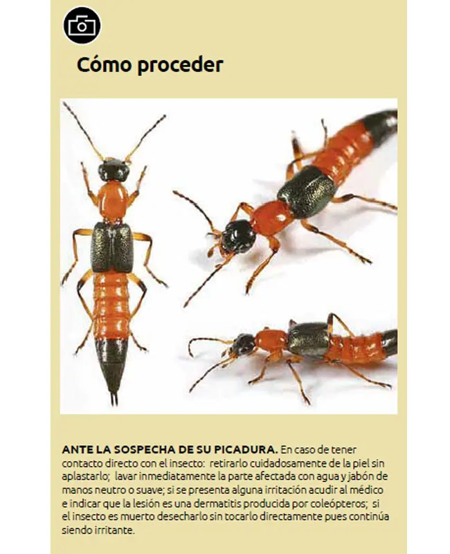 Culebrilla: Un Reptil Pequeño y Fascinante - Qué animal es la culebrilla culebrilla bicho - Qué animal es la culebrilla