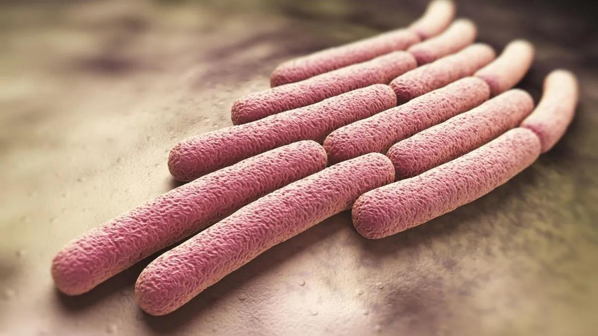 Shigella: Una bacteria peligrosa que afecta el tracto intestinal - Qué animal produce la Shigella bacteria shigella achuras - Qué animal produce la Shigella