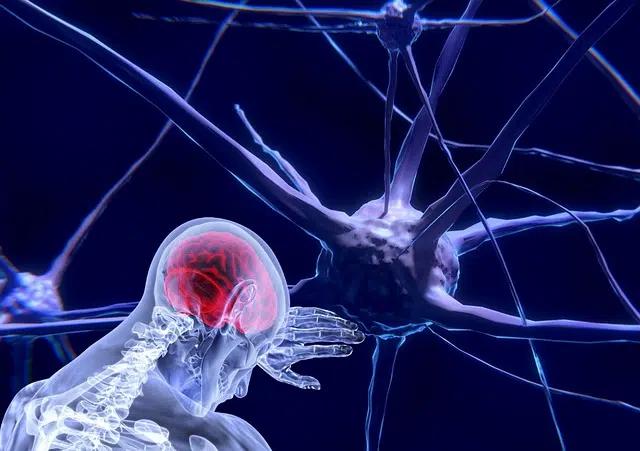 Neurociencia: Explorando el Complejo Mundo del Cerebro - Qué aporta la neurociencia que es la neurociencia - Qué aporta la neurociencia
