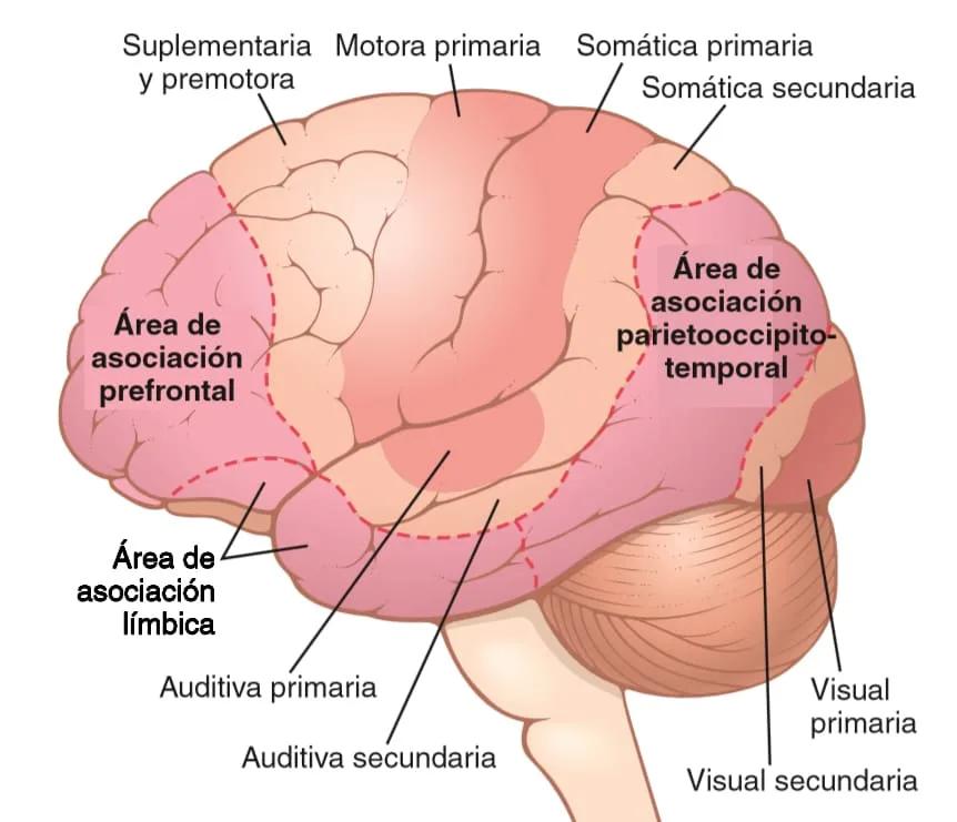 El Cerebro Humano: Explorando sus Tres Partes y Áreas Más Desarrolladas - Qué áreas del cerebro humano son las más desarrolladas areas del cerebro - Qué áreas del cerebro humano son las más desarrolladas