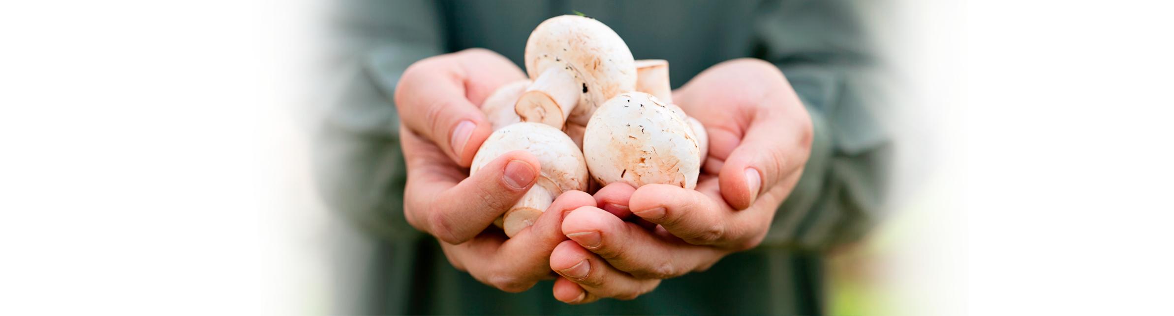 <b>Hongos Secos</b>: Todo lo que necesitas saber - Qué beneficios tiene comer hongos hongos secos - Qué beneficios tiene comer hongos