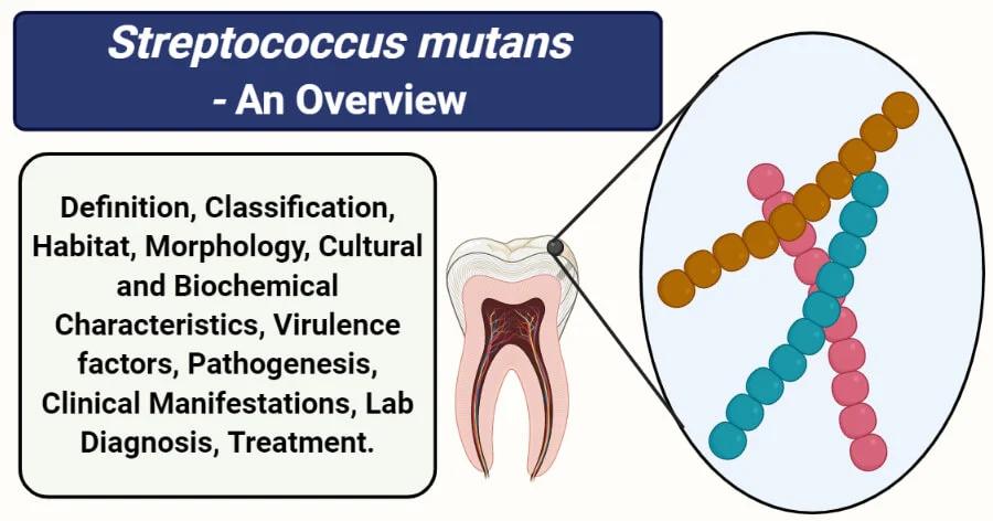 Streptococcus mutans: La Bacteria que Provoca Caries y Más - Qué causa la bacteria Streptococcus mutans streptococcus mutans - Qué causa la bacteria Streptococcus mutans