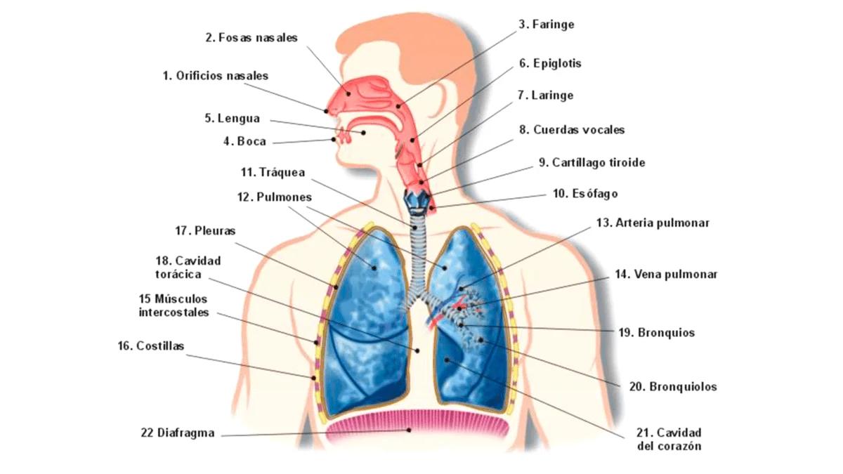 Estructura del Sistema Respiratorio: Un Viaje por el Interior del Cuerpo - Qué conforma la estructura y órganos que conforman el sistema respiratorio alto estructura del sistema respiratorio - Qué conforma la estructura y órganos que conforman el sistema respiratorio alto