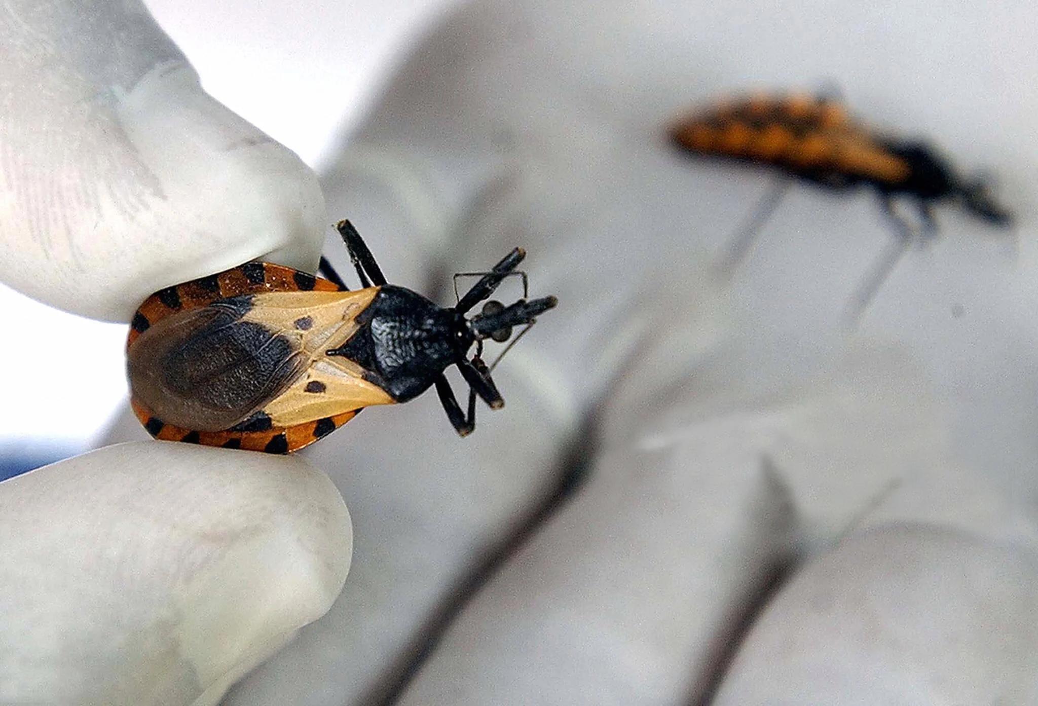 Enfermedad de Chagas: Tratamiento y Cuidados - Qué cuidados debe tener una persona infectada de Chagas mal de chagas tratamiento - Qué cuidados debe tener una persona infectada de Chagas