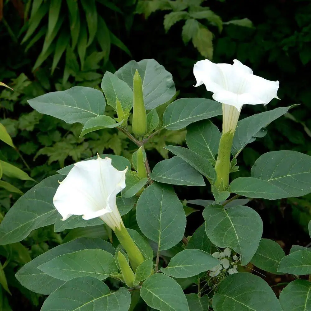 Datura: Efectos, Riesgos y Usos de la Planta Alucinógena - Qué efectos tiene la Datura datura - Qué efectos tiene la Datura