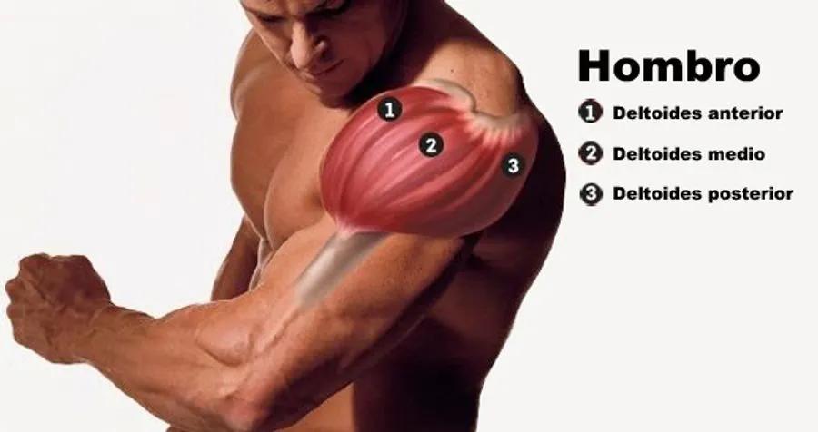 deltoides lateral - Qué ejercicios trabajan el deltoides laterales