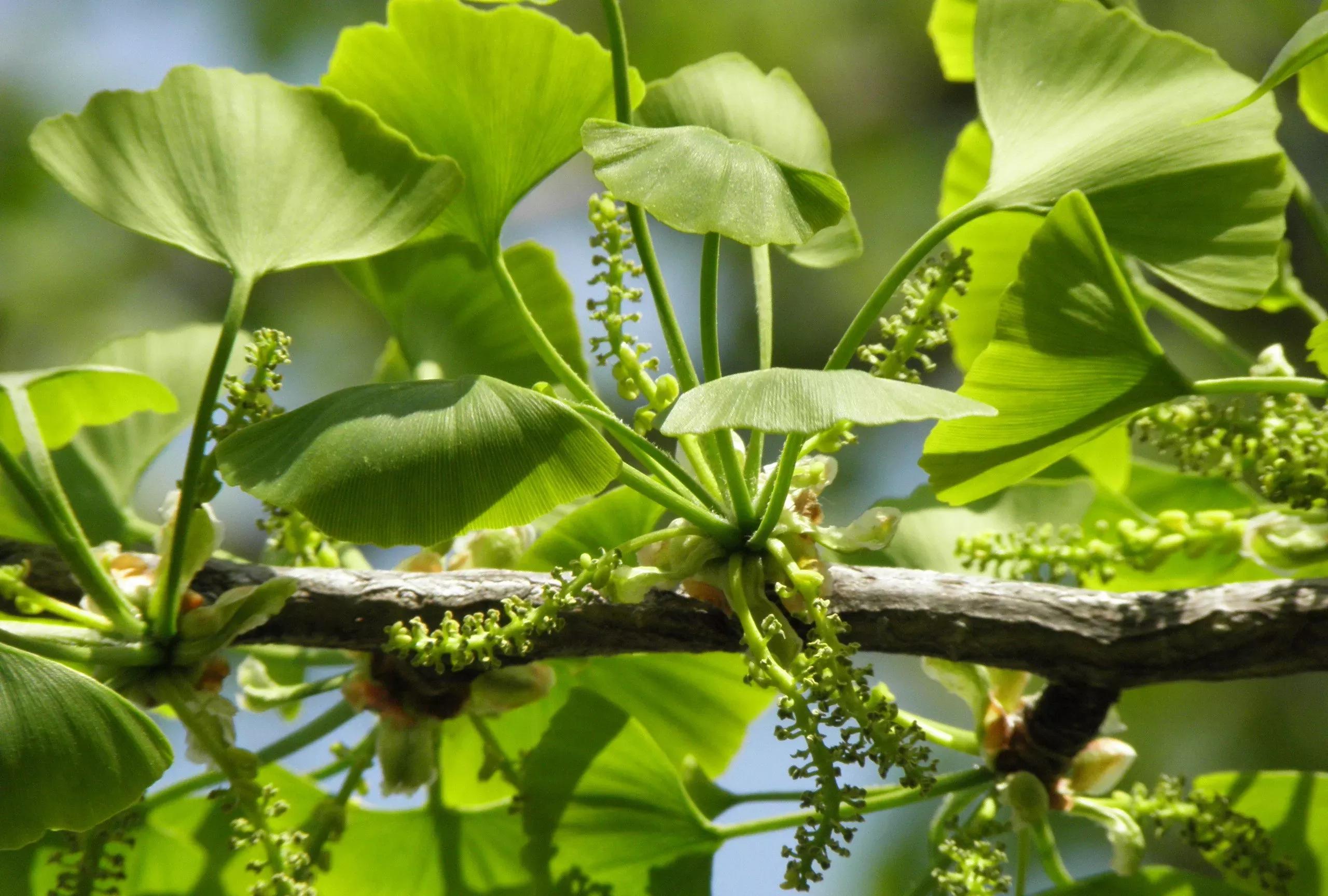 ginkgo biloba - Qué enfermedades evita el Ginkgo Biloba