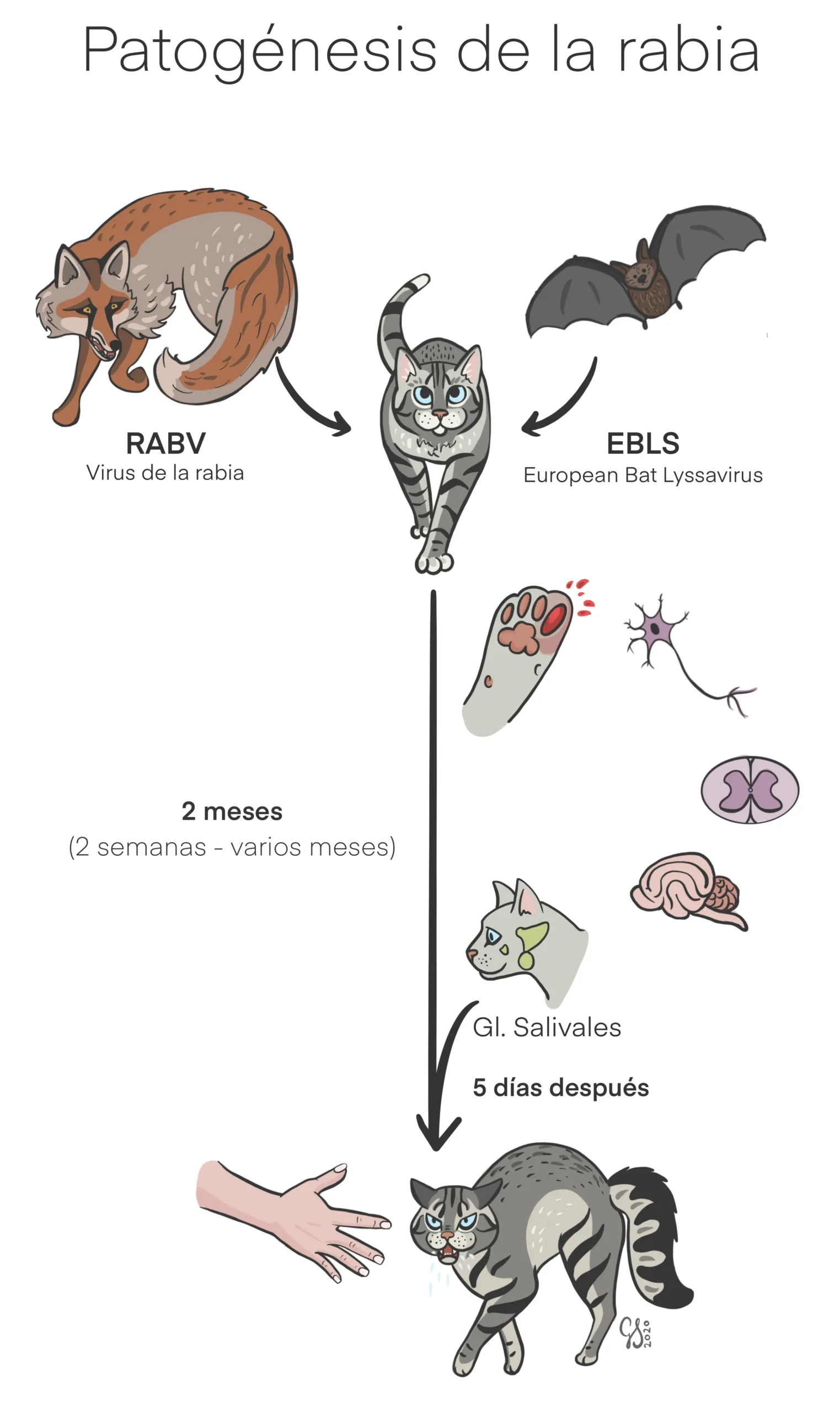 Enfermedades comunes en gatos: Guía completa para dueños y cuidadores - Qué enfermedades transmiten los gatos a las personas virus del gato - Qué enfermedades transmiten los gatos a las personas