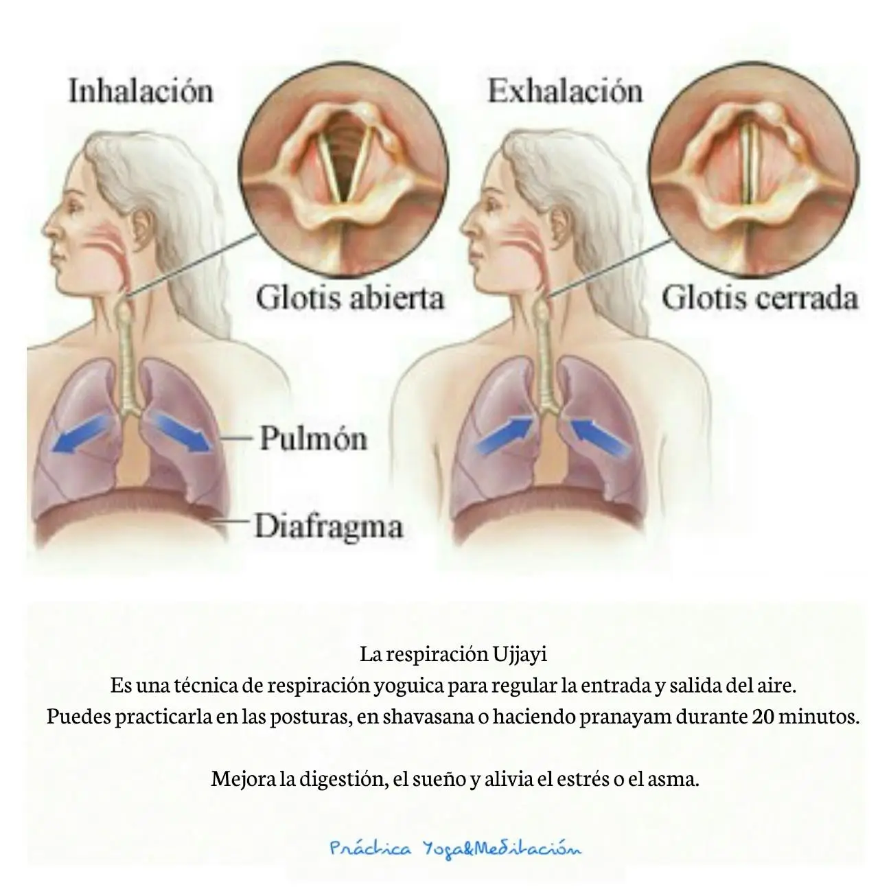 El Bostezo: Más Que Cansancio, Un Reflejo de Energía y Conexión - Qué es el bostezo espiritual el bostezo y las energias - Qué es el bostezo espiritual