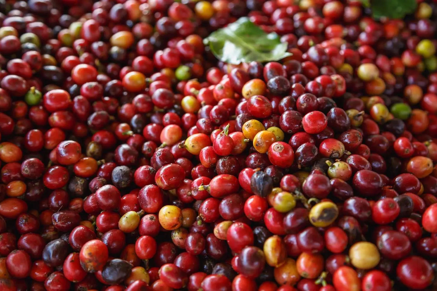 Café Crudo: Una Mirada al Proceso de Cultivo y Beneficio - Qué es el café crudo cafe crudo - Qué es el café crudo