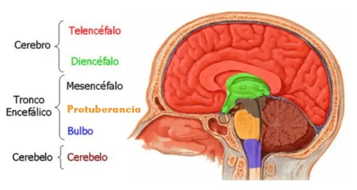 Estructura del Cerebro: Una Guía Completa - Qué es el cerebro y cuáles son sus funciones estructura del cerebro - Qué es el cerebro y cuáles son sus funciones