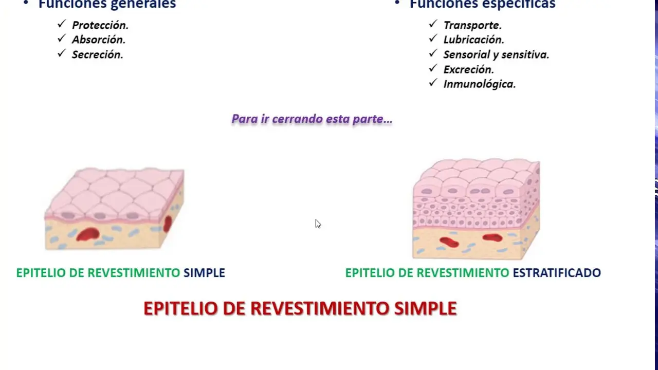 Epitelio de Revestimiento: Una Guía Completa - Qué es el epitelio estratificado epitelio de revestimiento - Qué es el epitelio estratificado