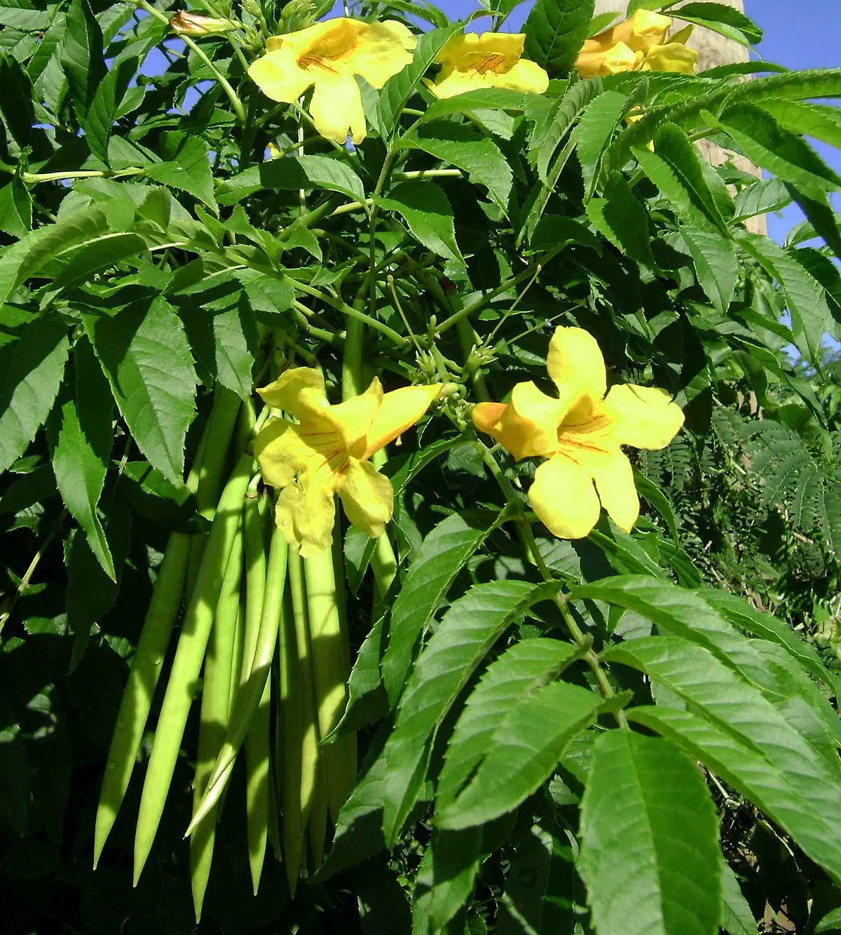 Guayacán Amarillo: El árbol que ilumina la primavera con su floración - Qué es el guaranguay guaran amarillo - Qué es el guaranguay