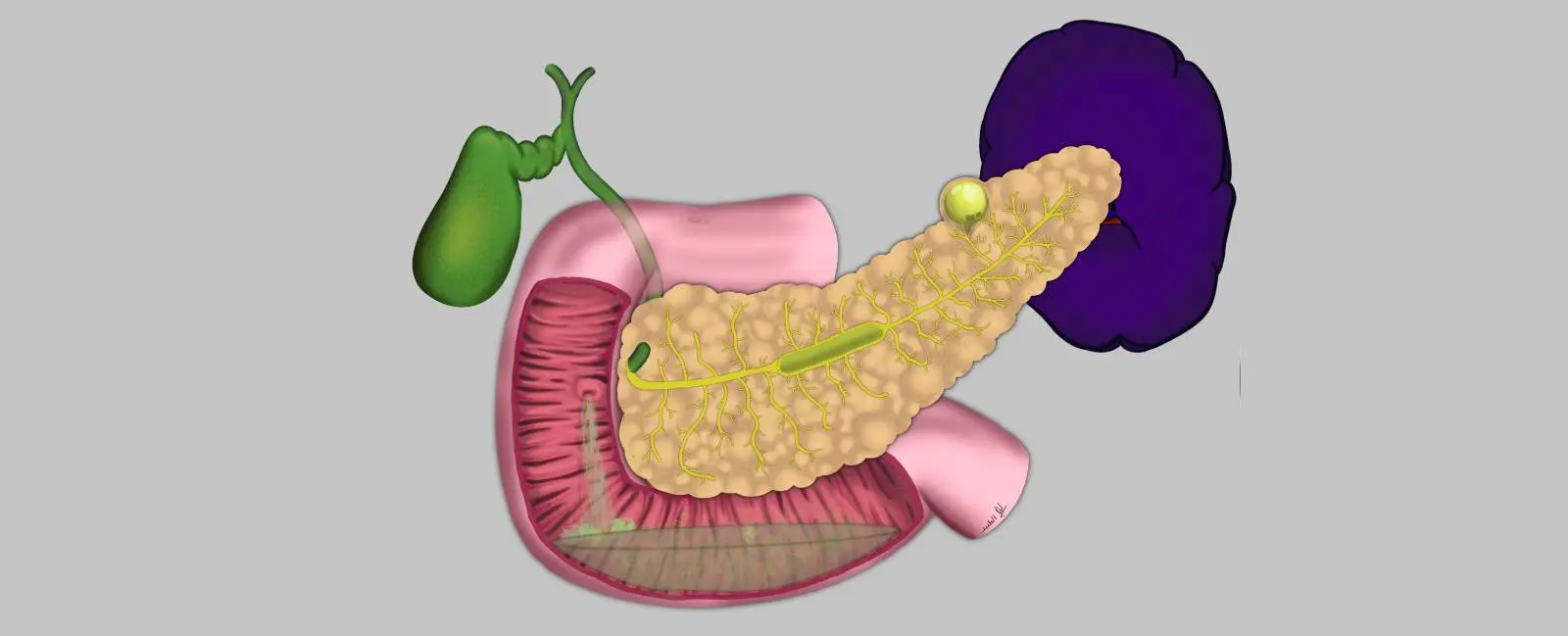 jugo pancreatico - Qué es el jugo pancreático y cuál es su función