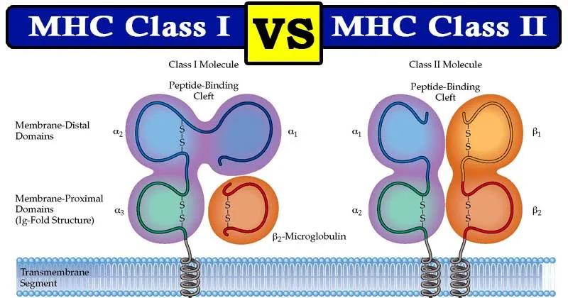Complejo Mayor de Histocompatibilidad (MHC): Un sistema crucial para la inmunidad - Qué es el MHC y para qué sirve complejo mayor de histocompatibilidad - Qué es el MHC y para qué sirve