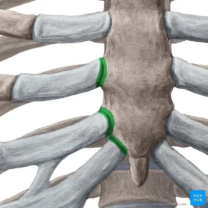 Tejido Flexible de Colágeno: Tipos, Funciones y Beneficios - Qué es el tejido flexible tejido flexible de colágeno - Qué es el tejido flexible