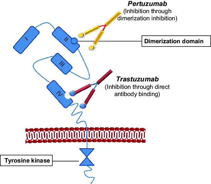 pertuzumab - Qué es el trastuzumab y para qué sirve