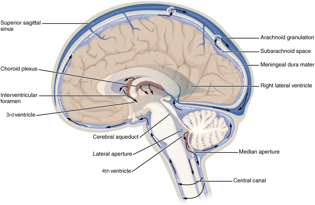 Sistema Ventricular Cerebral: Anatomía, Funciones y Patologías - Qué es el ventrículo del cerebro sistema ventricular cerebral - Qué es el ventrículo del cerebro