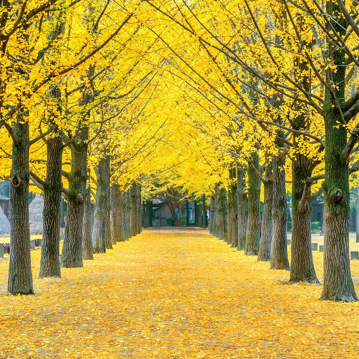 ginkgo biloba - Qué es Ginkgo Biloba y para qué sirve