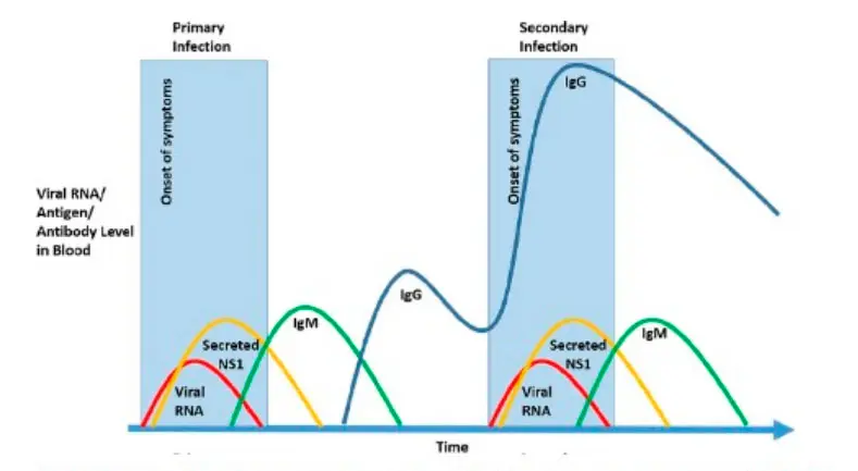 IgG para Dengue: ¿Qué significa un resultado positivo? - Qué es IgG positivo en una prueba de dengue igg para dengue - Qué es IgG positivo en una prueba de dengue