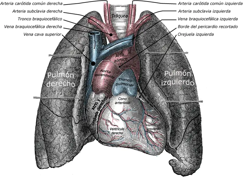 Auriculilla Izquierda: Tamaño, Función y su Impacto en la Salud Cardiovascular - Qué es la auriculilla izquierda auricula izq - Qué es la auriculilla izquierda