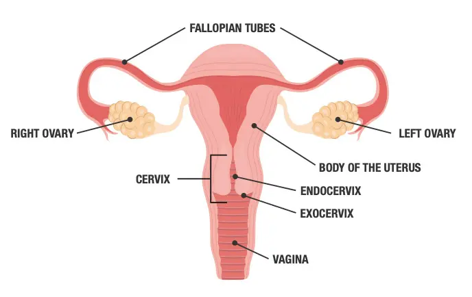 Endocérvix: Importancia en la Citología Cervical - Qué es la cérvix endocervix - Qué es la cérvix