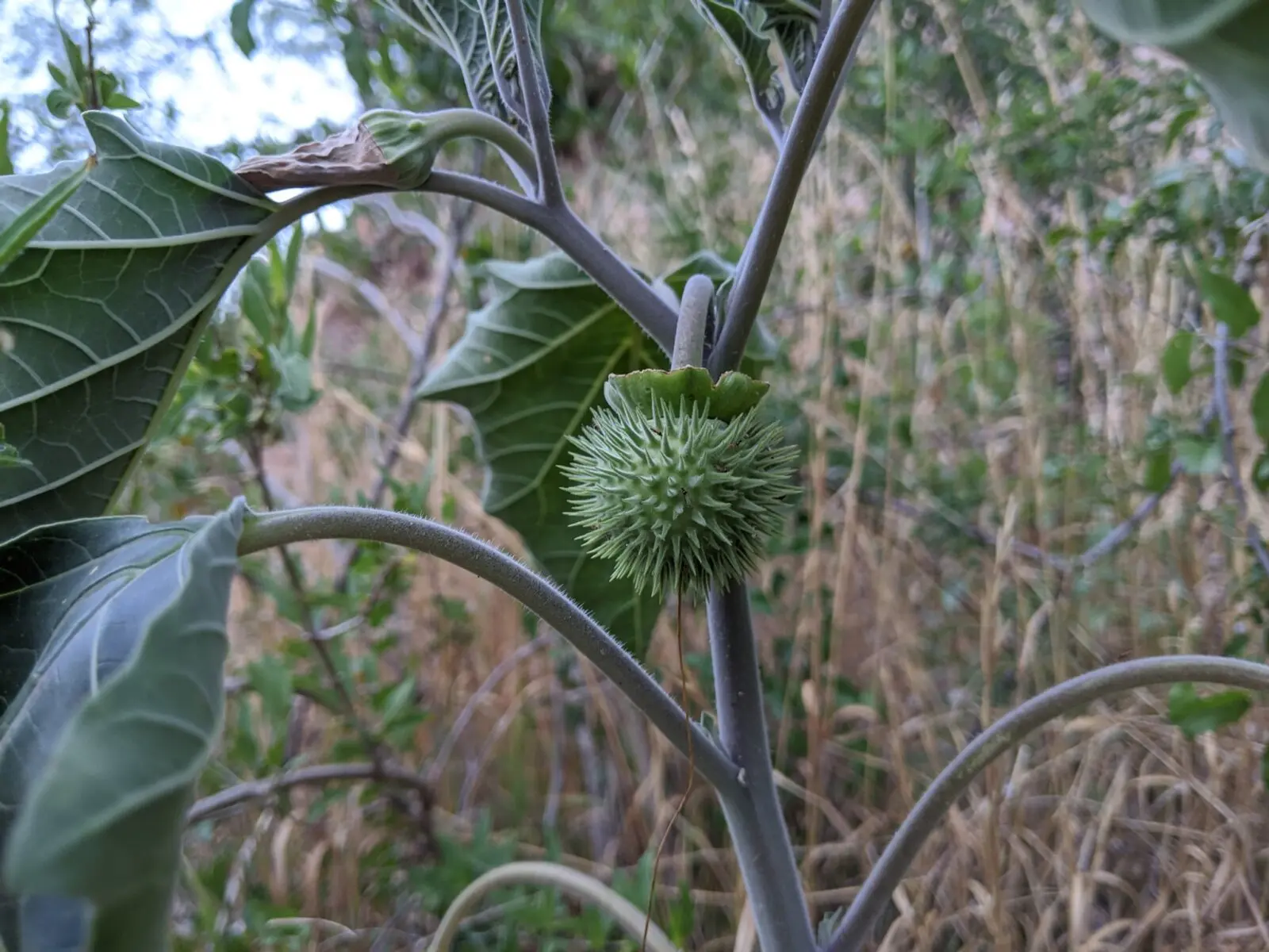 Datura: Efectos, Riesgos y Usos de la Planta Alucinógena - Qué es la Datura droga datura - Qué es la Datura droga