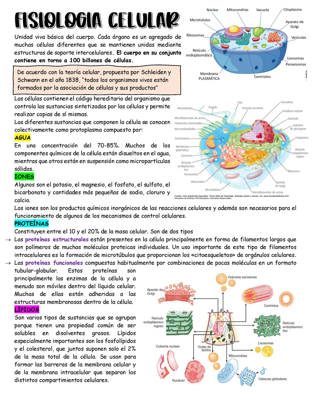 Fisiología Celular: La Unidad Fundamental de la Vida - Qué es la fisiología de la membrana celular fisiologia celular - Qué es la fisiología de la membrana celular