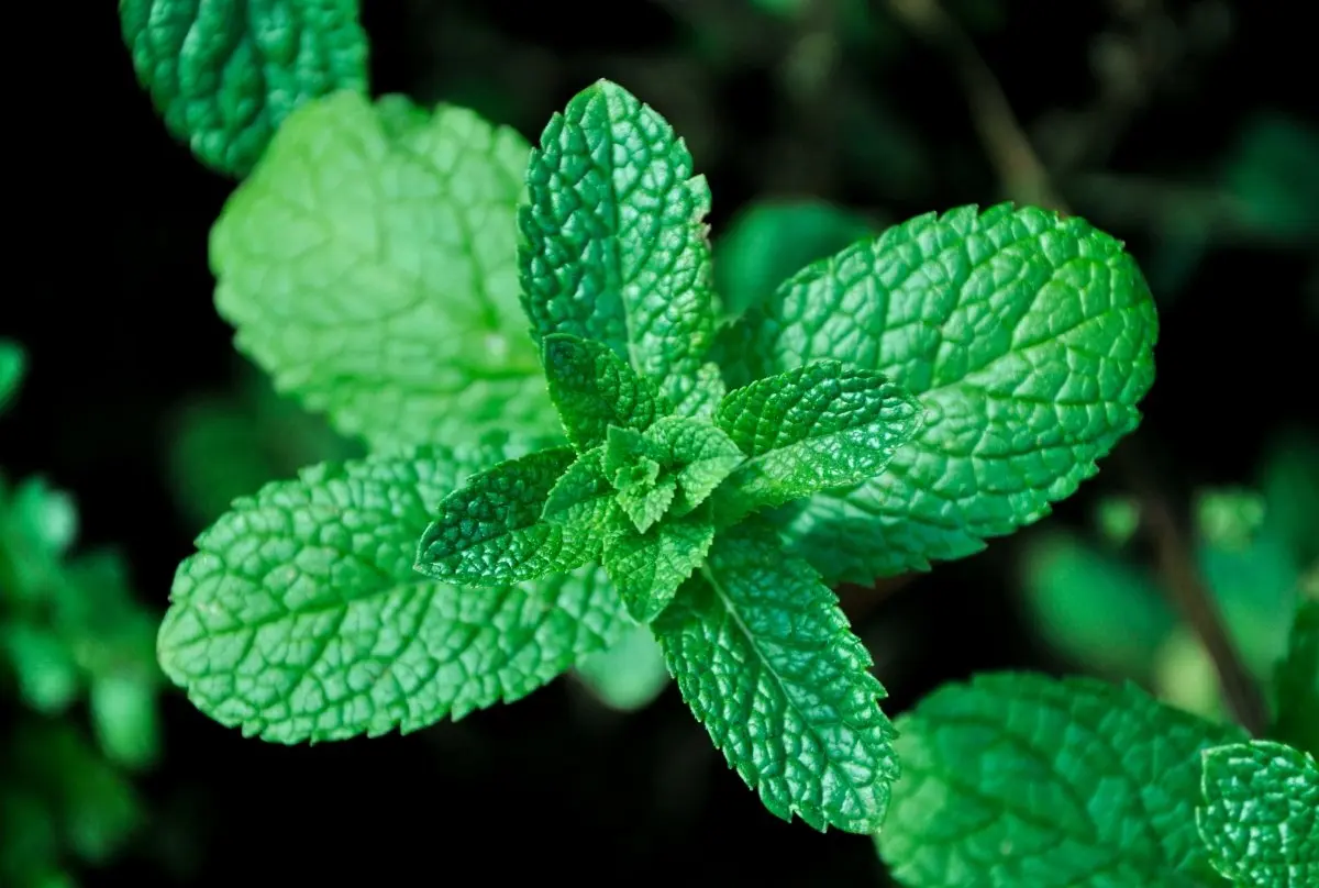 Hierbabuena: Propiedades, usos y cultivo de esta aromática planta - Qué es la hierbabuena en Argentina que es la hierbabuena - Qué es la hierbabuena en Argentina